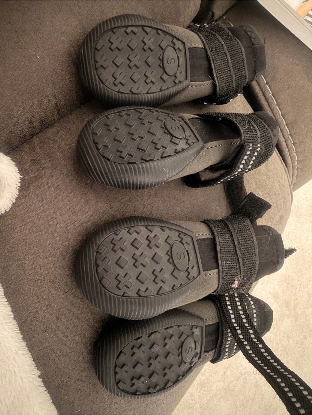 Dog shoes